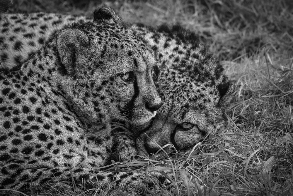 Intimate Moment Between Two Cheetahs at Zoo Pairi Daiza, Belgium