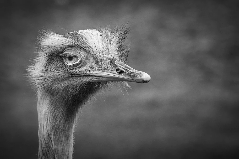 Close-Up Portrait of an Ostrich at Zoo Pairi Daiza, Belgium