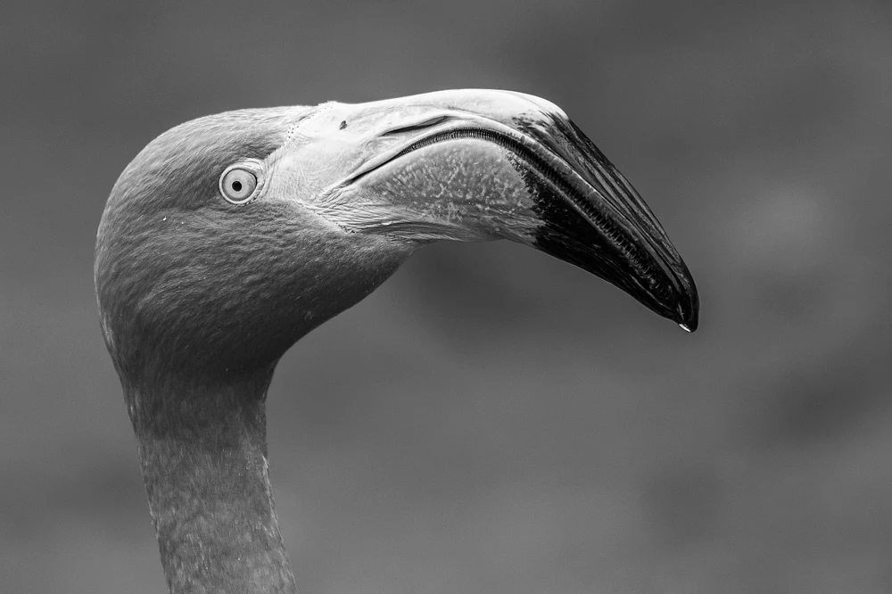 Majestic Flamingo Portrait at Pairi Daiza Zoo, Belgium