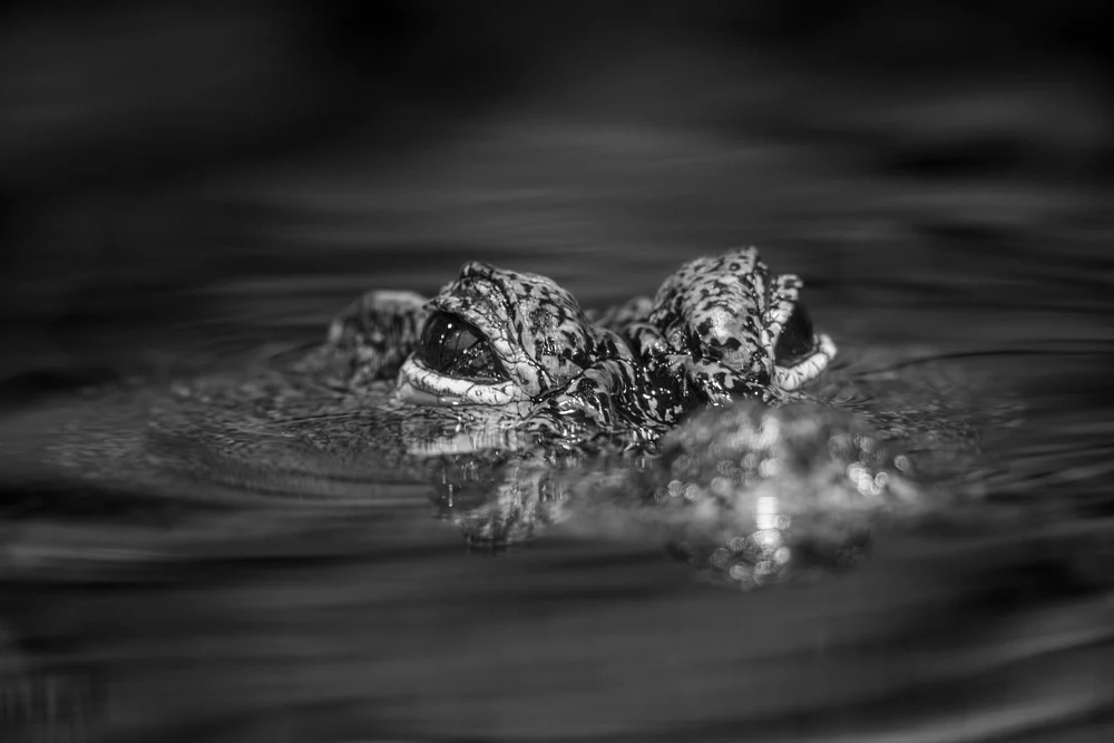 Crocodile Swimming in Water at Zoo Pairi Daiza, Belgium