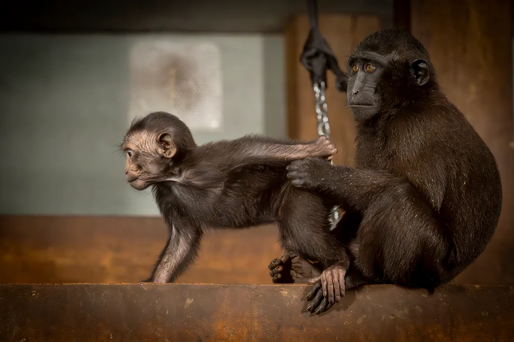 Crested Macaques at Zoo Planckendael