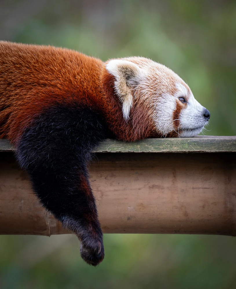 Relaxing Red Panda at Zoo Planckendael