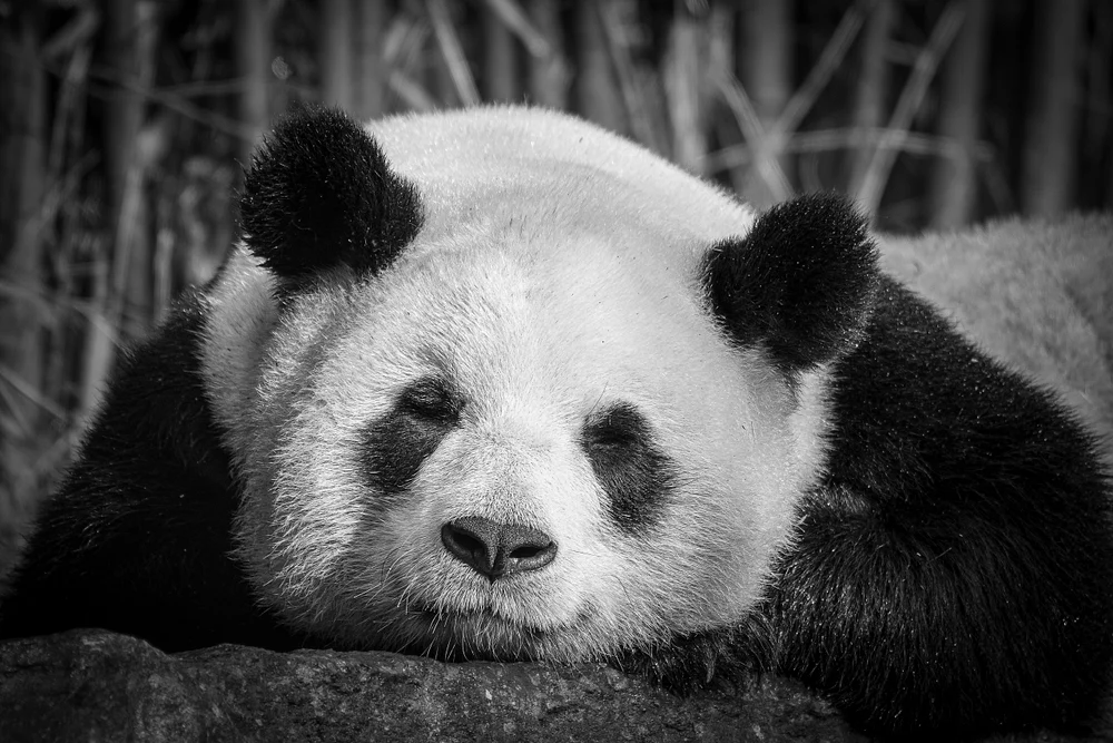 Majestic Giant Panda Relaxing in Black and White