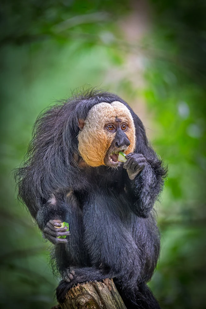 White-faced Saki Monkey at Zoo Planckendael