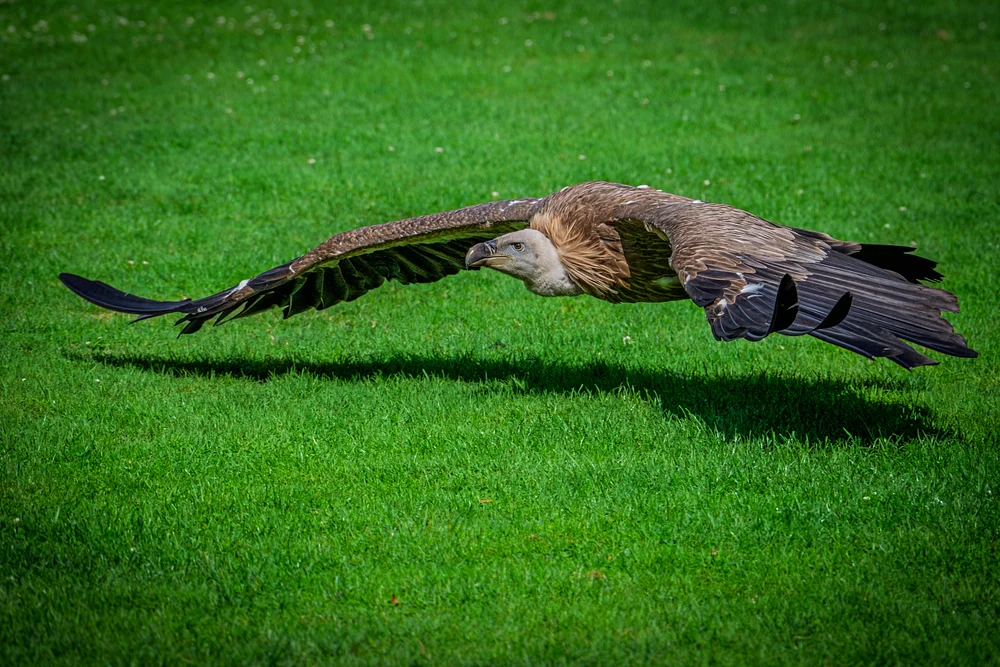 Majestic Vulture in Flight Over Green Grass