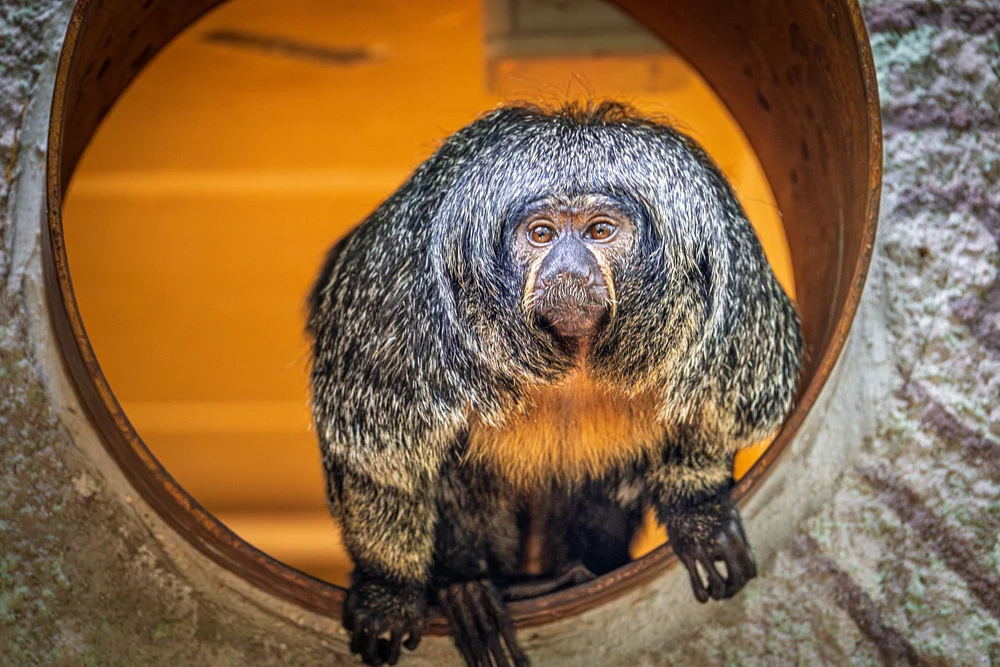 Female White-faced Saki Monkey at Zoo Planckendael