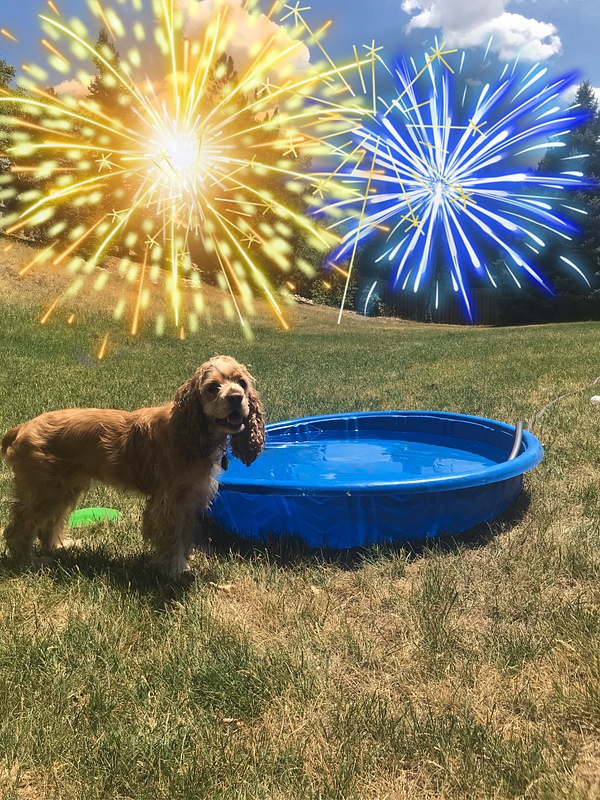 Mini Course Pet Photography - 4th of July (2)
