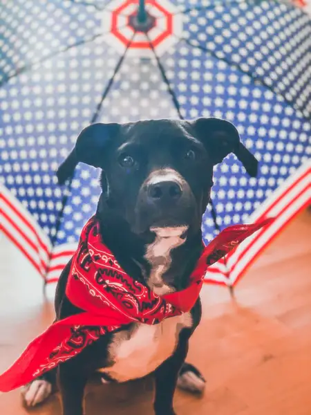 Mini Course Pet Photography - 4th of July (10) by Regis...