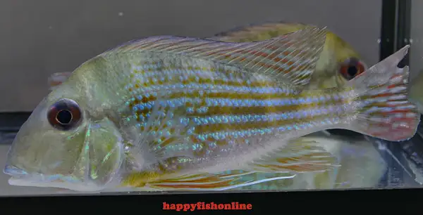 GEOPHAGUS DICROZOSTER by happyfishonline