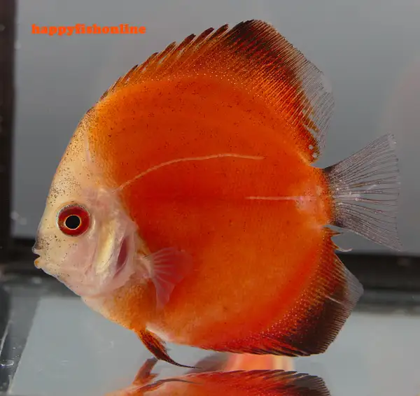 RED MELON DISCUS by happyfishonline