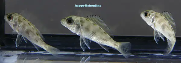 CALLOCHROMIS MACROPS by happyfishonline
