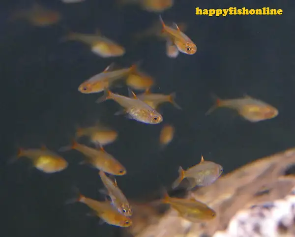 YELLOW PHANTOMS + FREE EMBER TETRAS by happyfishonline