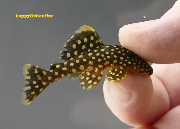 L081 GOLD NUGGET PLECO - SMALL by happyfishonline