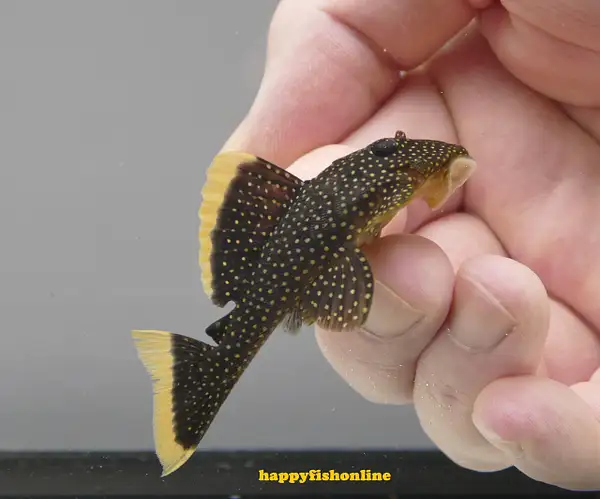 L081 *SPECIAL* GOLD NUGGET PLECO - SMALL by...