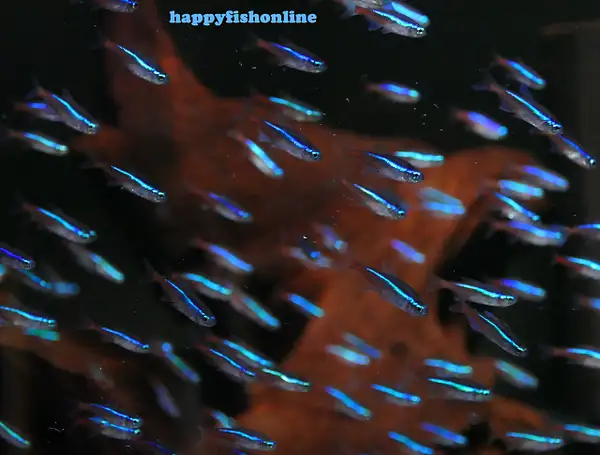 NEON TETRAS - CB by happyfishonline