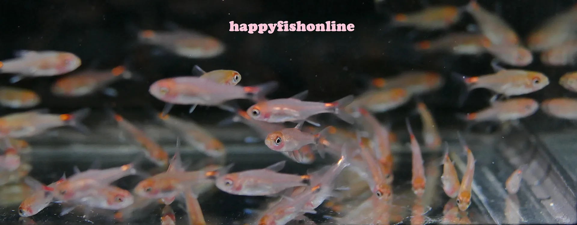 happyfishonline's Gallery