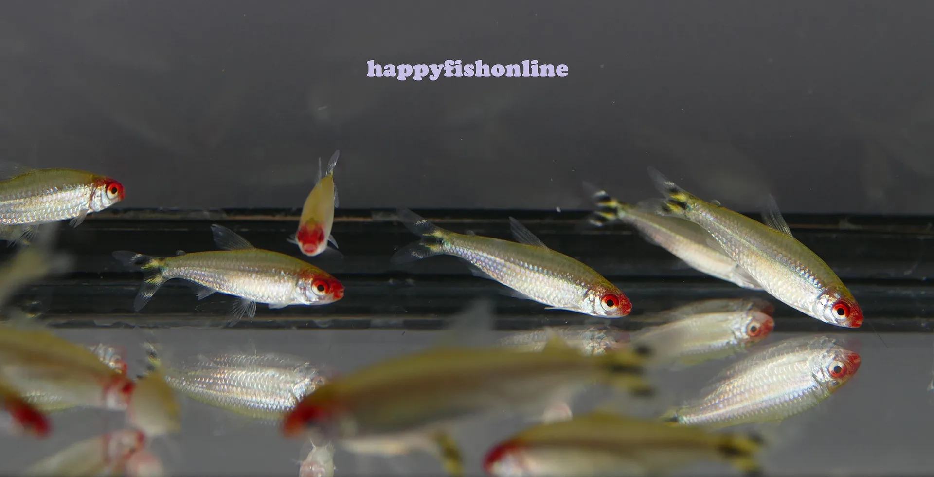 happyfishonline's Gallery