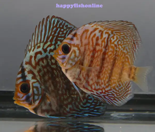 MOZAIC RED TURQUOISE DISCUS by happyfishonline