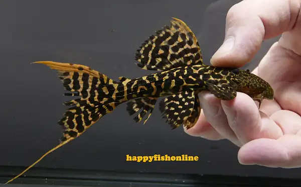 L273 RED TITANIC PLECO - MED (D) GRADE A by...
