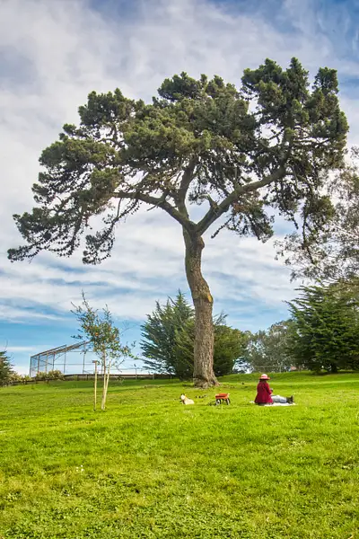 January Morning - Holly Park - Bernal Heights by...