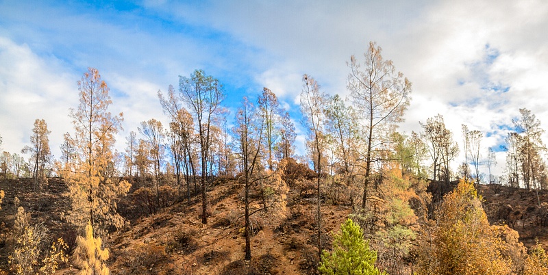 Butts Canyon after the Rocky Fire, October 2015