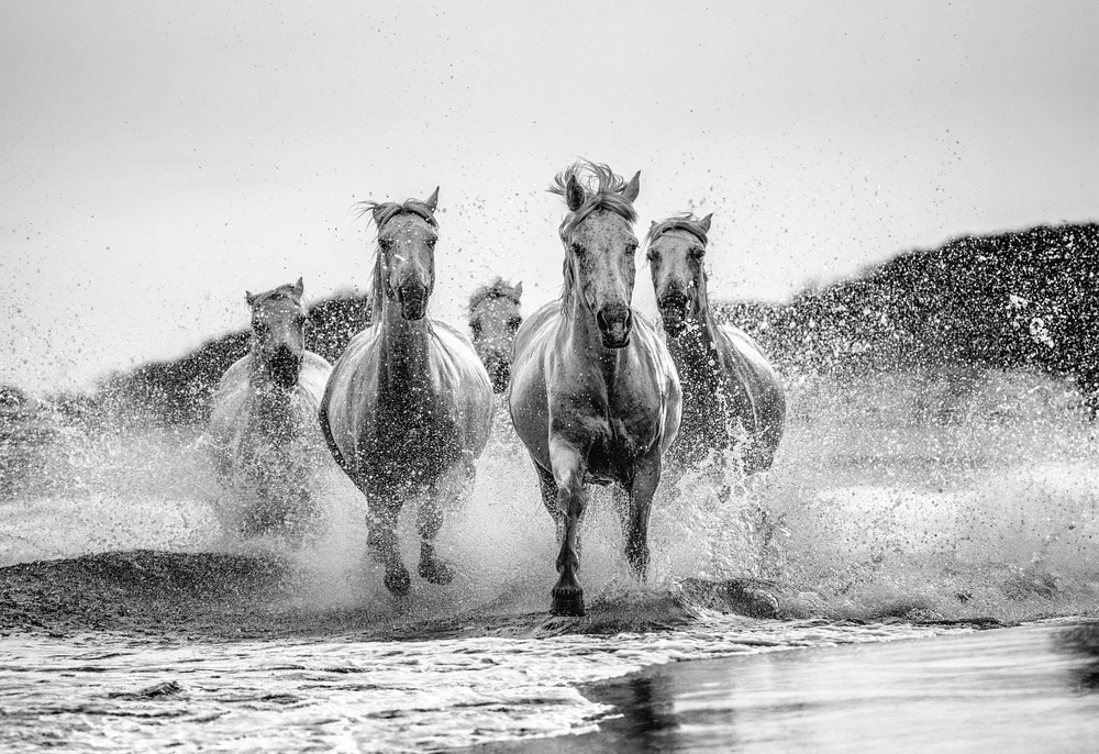 Monochrome Majesty: The Camargue’s Wild Ride