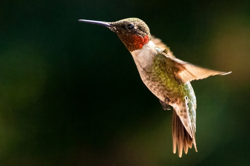 Ruby Throated Hummingbird at feeder