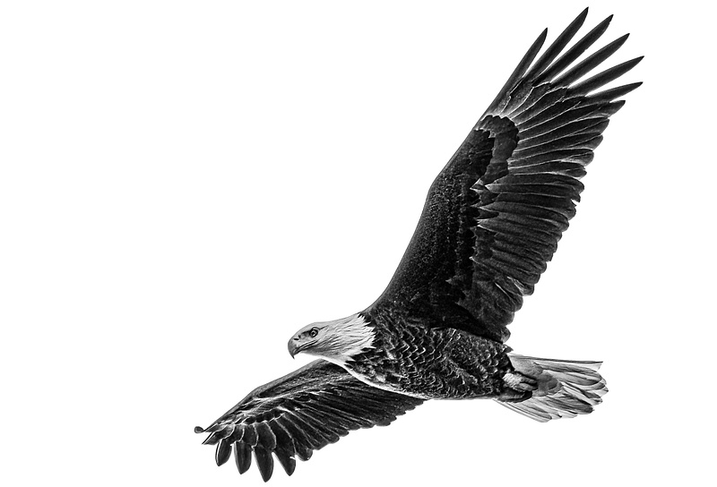 Soaring Bald Eagle over Conowingo Dam