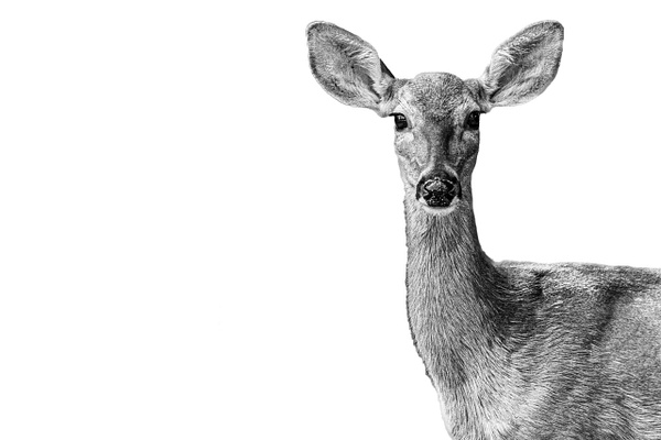 Doe, a Deer - Brad Balfour Photography 
