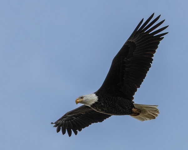 Soaring Bald Eagle over Conowingo Dam_by_Brad Balfour_20230128 - Portfolio - Brad Balfour Photography 