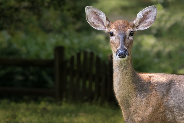 Doe, a Deer_by_Brad Balfour_20220917 - Brad Balfour Photography 