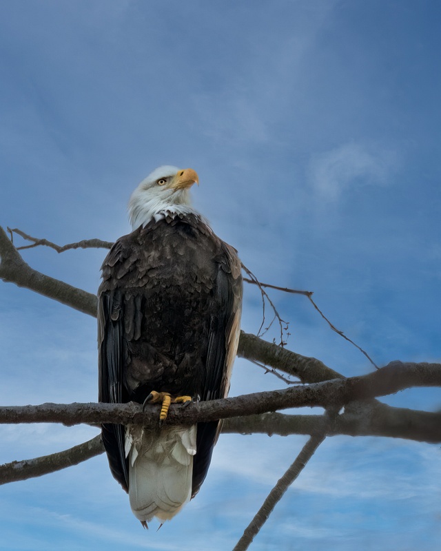 Bald Eagle perched high in a tree_by_Brad Balfour_20230128