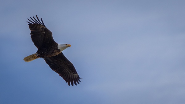 Bald Eagle in Flight_by_Brad Balfour_20230128 - Portfolio - Brad Balfour Photography 