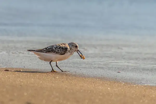 Sandpiper Eating Breakfast_by__20220730 by Brad Balfour