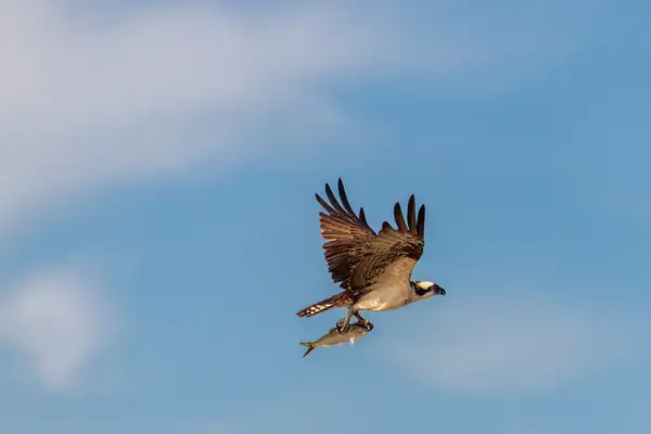 An Osprey with its breakfast fish flying through the...