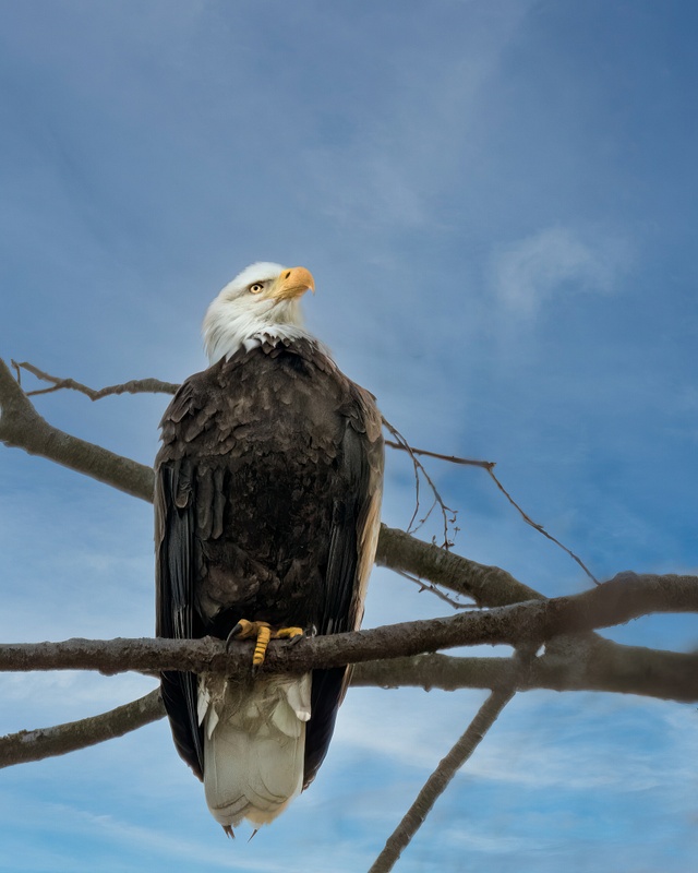 Bald Eagle perched high in a tree