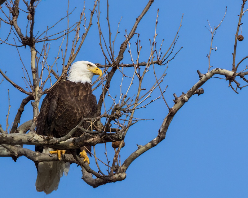 Bald Eagle waiting and watching for fish
