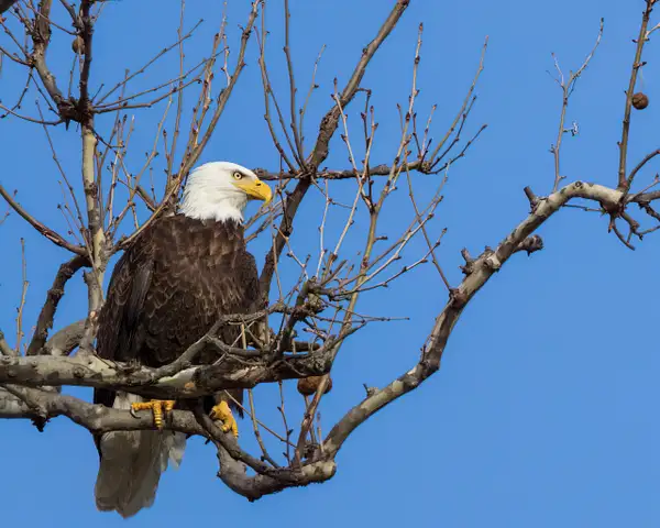 Bald Eagle waiting and watching for fish by Brad Balfour