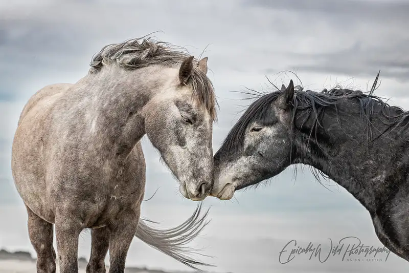 Intimate Moment Between Two Majestic Horses