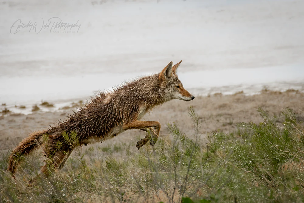 Dynamic Coyote Leap Across the Landscape
