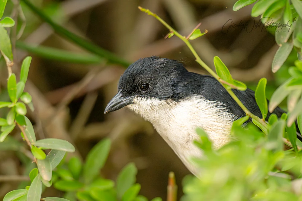 _DSC2701-1_SouthernBouBou