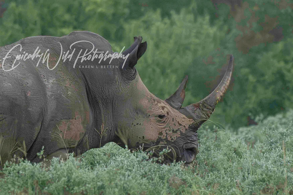 A close-up view of a rhinoceros grazing among lush greenery in its habitat.
