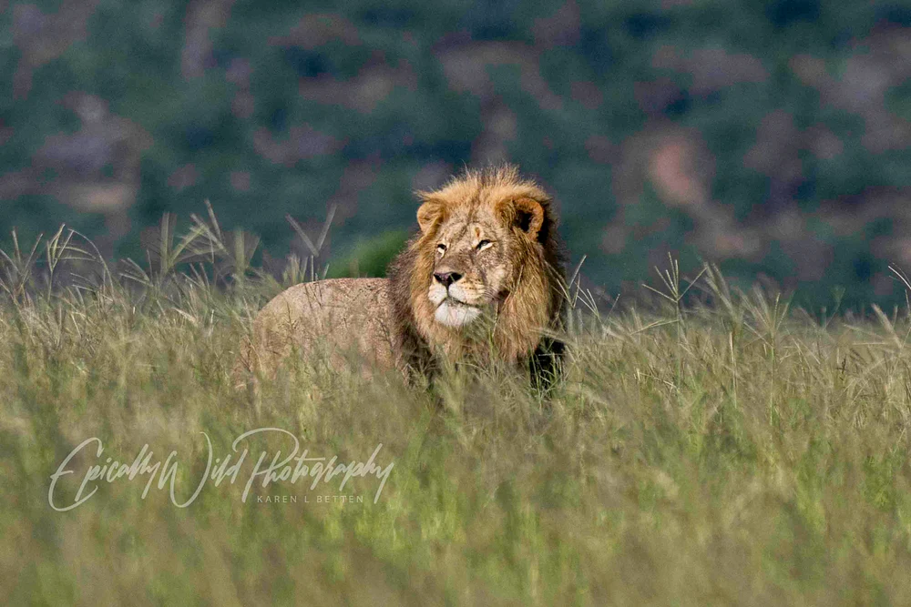 Majestic Lion Roaming Through Tall Grass