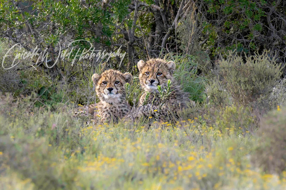 Two cheetah cubs resting among lush vegetation in their natural habitat.