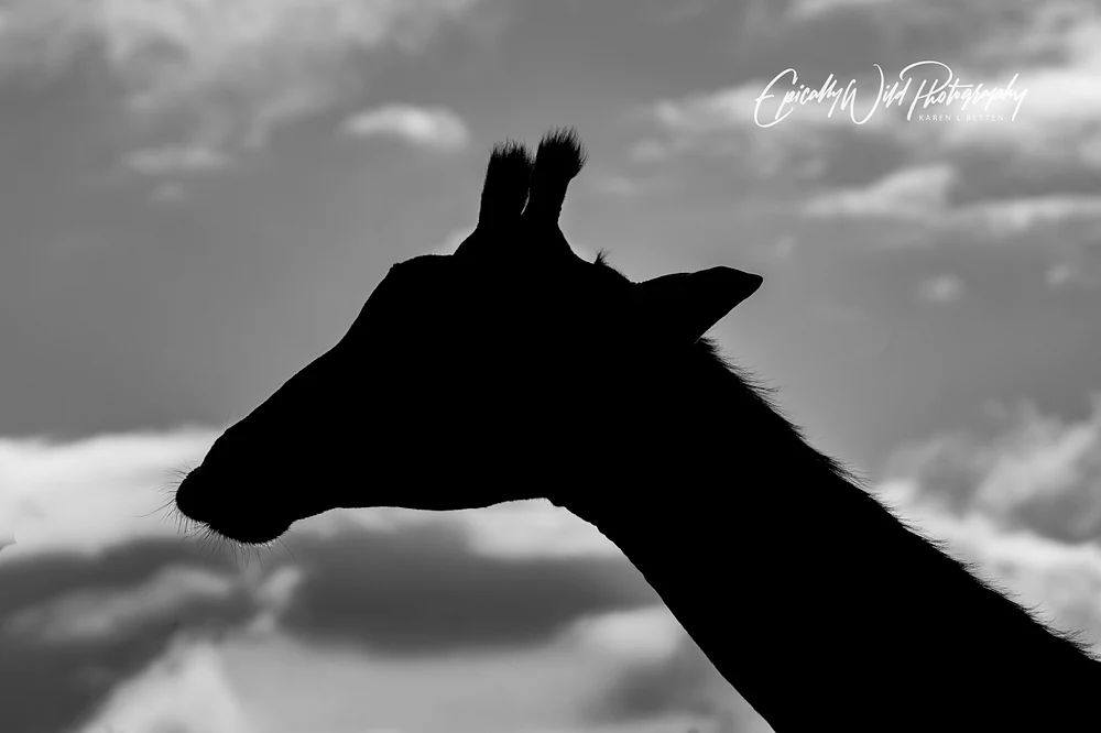 _DSC5176-1
