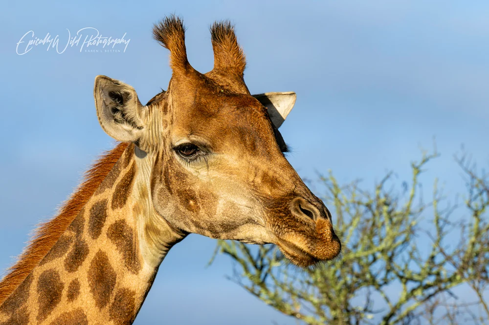_DSC5095-1-3
