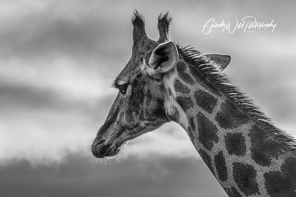_DSC5066-1-2 - African Wildlife - Epically Wild Photography