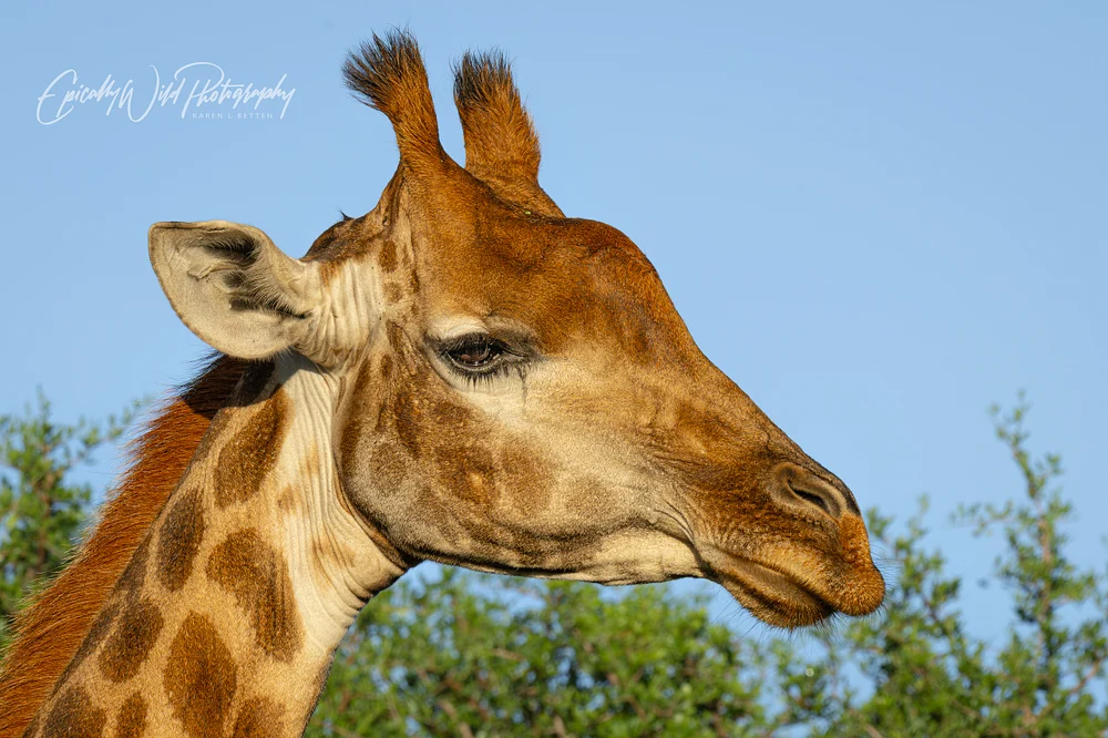 _DSC5119-1-2