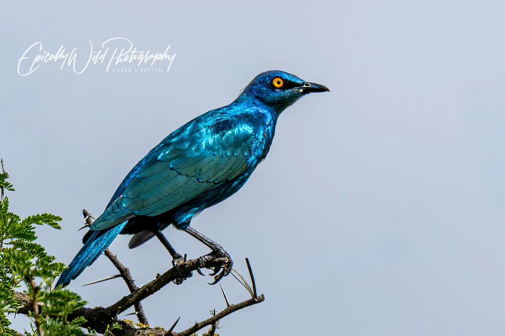 _DSC6288-1