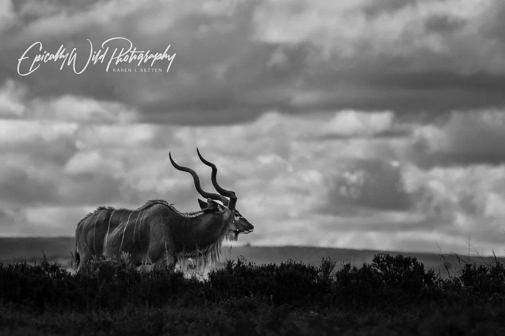 _DSC6585-1